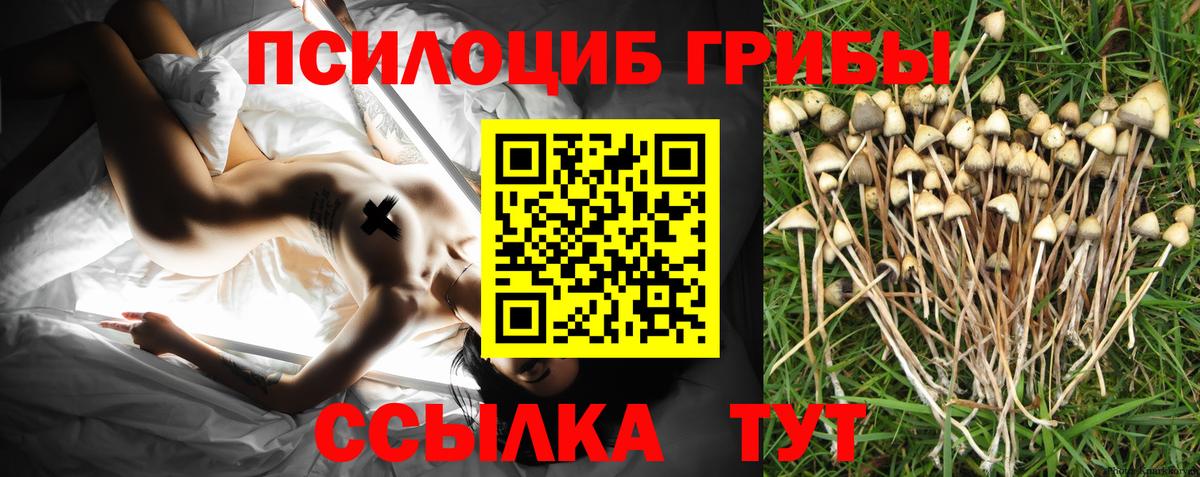 Псилоцибиновые грибы Psilocybe  купить   Пушкино 